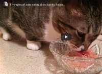 Cats eating bonito
