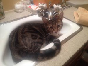 Star in the sink